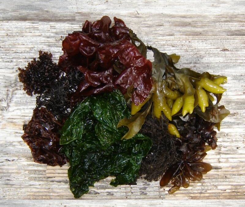 Plantes et algues : les choisir, les cuisiner